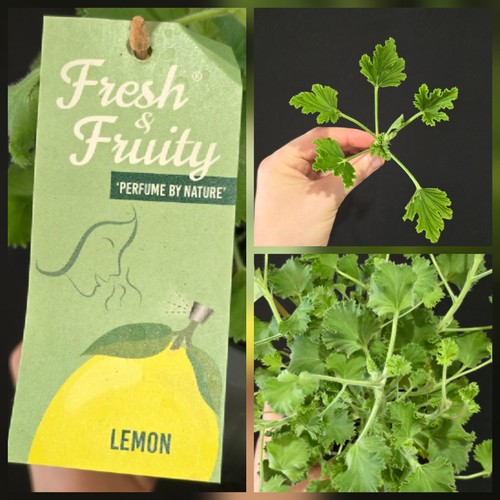 Geranium hraveolens lemon - hraveolens,,