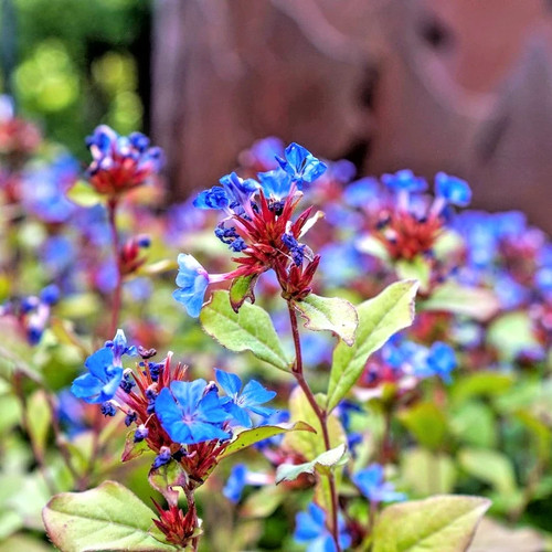 Hardy blue plumbago - hardy,