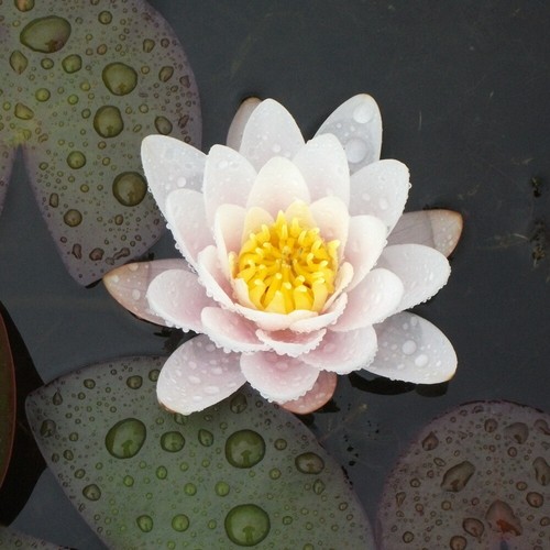 Live pink deep water - live,