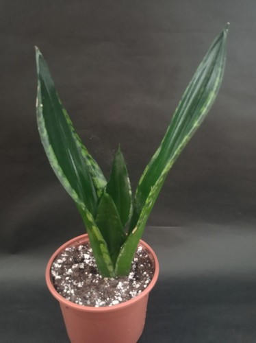 Sansevieria whitney - sansevieria,