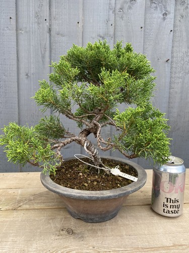 Bonsai tree itoigawa - tree, juniper