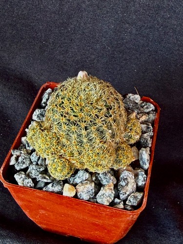 Mammillaria giselae cactus - mammillaria, giselae,