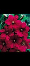 Clematis Rouge Cardinal Buy 2