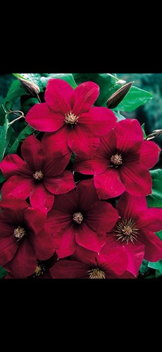 Clematis rouge cardinal buy - clematis,