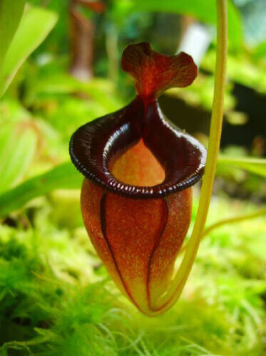 Nepenthes jacquelineae - nepenthes,