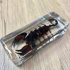 Large Black Scorpion Insect Taxidermy Clear Acrylic Resin Paperweight Entomology