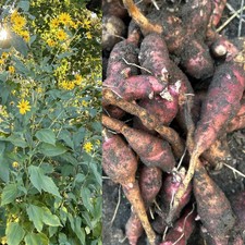 Red Fuseau Sunchoke Tubers –