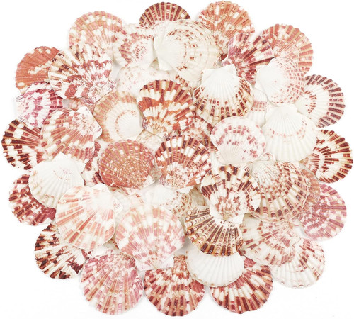 Pcs natural scallop shells - natural,