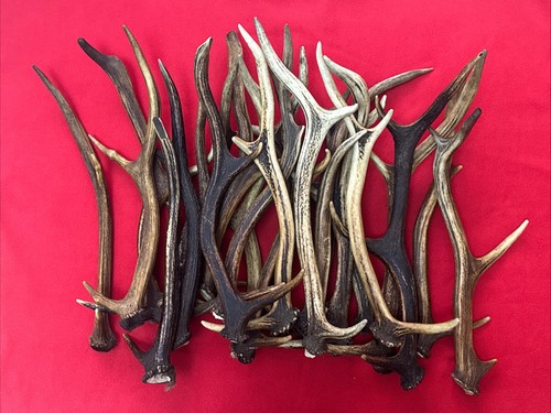 5kg deer antler pieces - 1,5kg,