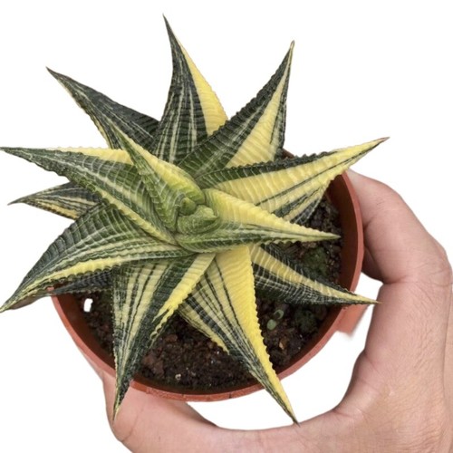 6cm succulent plant - succulent, haworthia