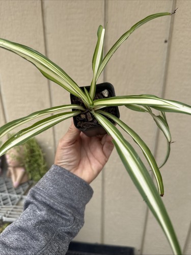 Live spider plant - spider,