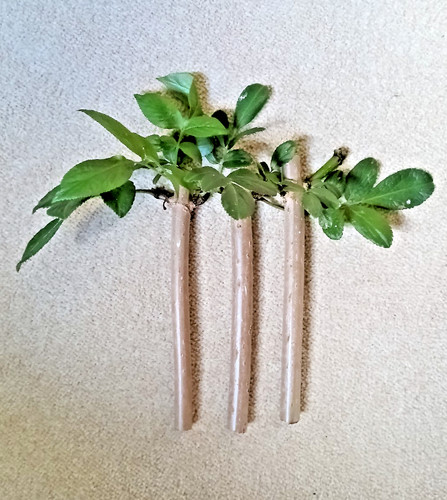 Elderberry cuttings - -, 3
