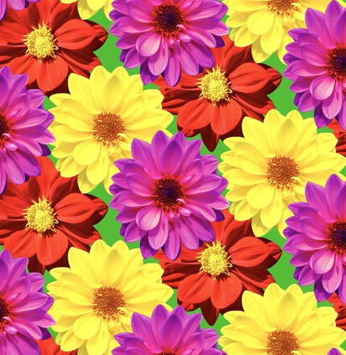 70x dahlia dwarf double - dahlia,