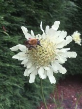 Cephalaria Gigantea - Yellow Scabious 50 Seeds. Hardy Perennial. Autumn Sowing