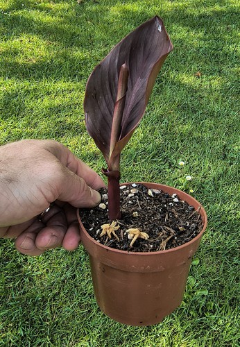 Canna red russian hardy - russian'.,