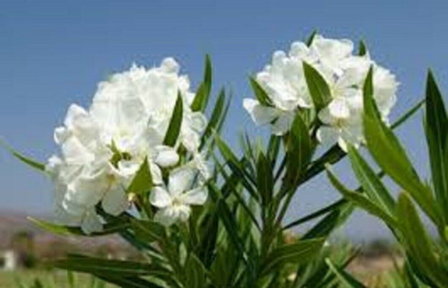 White oleander nerium - white,