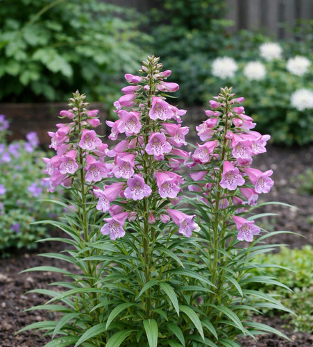 Penstemon - ,