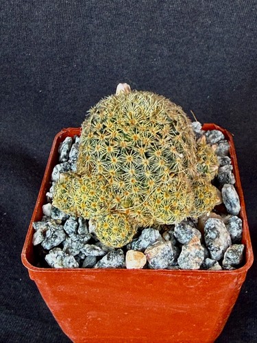 Mammillaria giselae cactus - mammillaria,