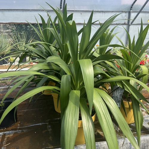 Cordyline emerald star - cordyline, 'emerald