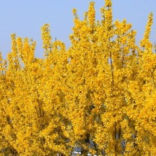 Forsythia Lynwood Deciduous Shrub Outdoor Hardy Flowering Garden Plant in Pot