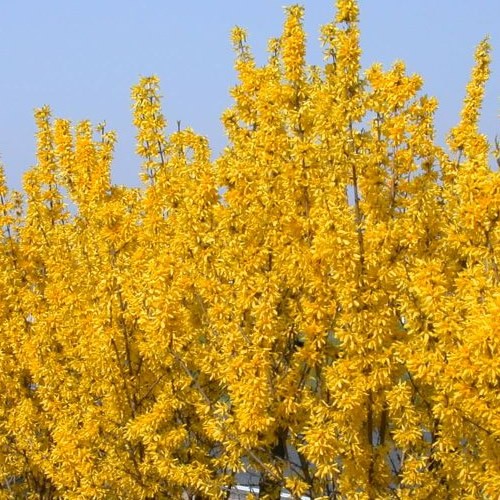 Forsythia lynwood deciduous - lynwood,