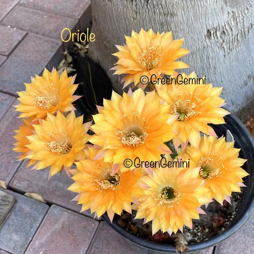 Oriole echinopsis schick - oriole,