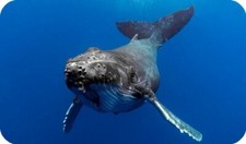 Humpback Whale Sea life
