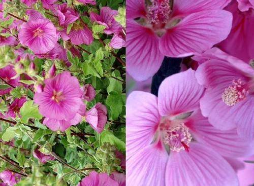 4ft tall large lavatera - 3-4ft,