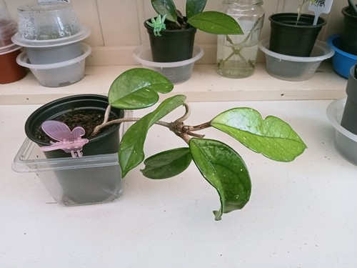 Hoya carnosa climbing plant - carnosa,
