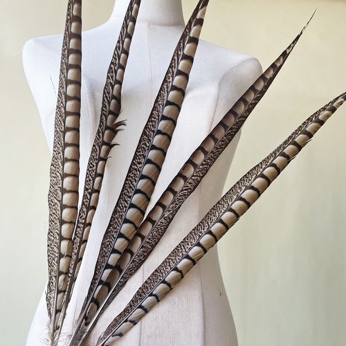 Natural lady amherst pheasant - natural,