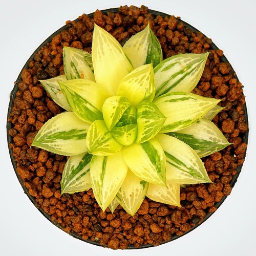 6cm haworthia cymbiformis - haworthia,