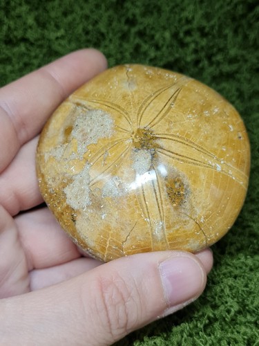 Madagascar sea urchin - sea, fossil