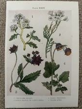 Antique Print Sea Rocket