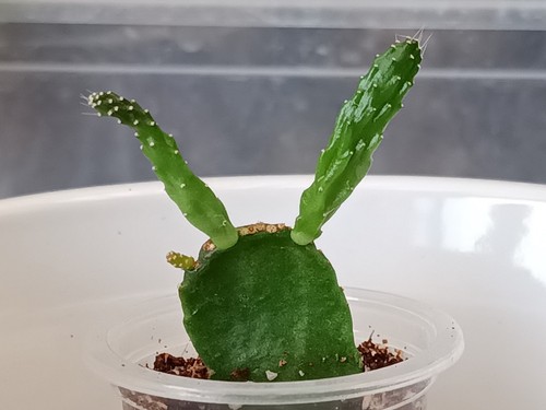 Very rare schlumbergera - very,