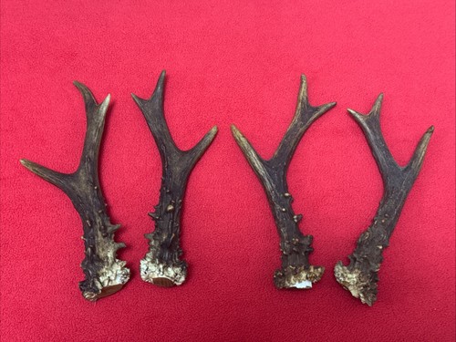 Pairs roe deer antlers - pairs,