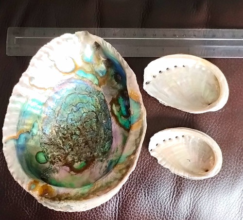 Natural sea shells - 3, incl