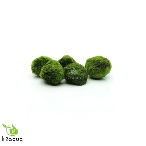 Moss ball 2extrafree live - ball, +2extrafree