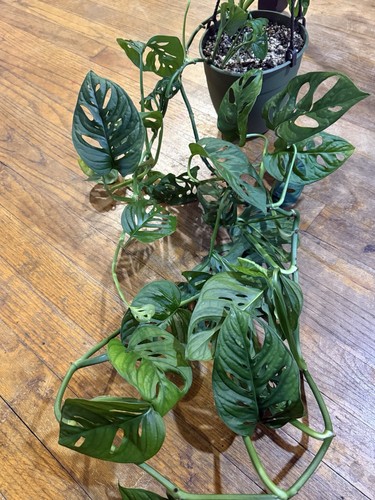 Monstera adansonii plant - adansonii,