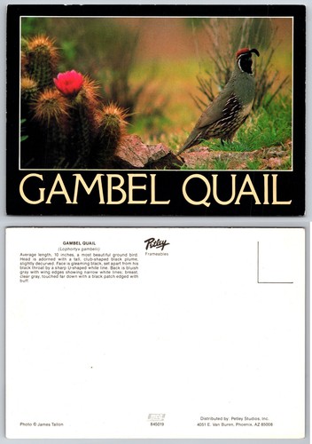 Continental gambel quail - continental,