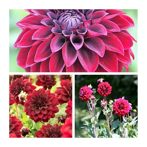 Decorative dahlia arabian - decorative,