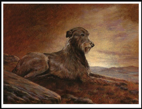 Irish wolfhound lovely dog - wolfhound,