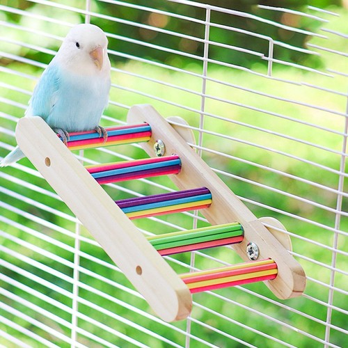 Bird ladder bridge - bird,