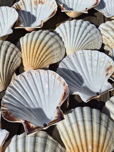 Extra large atlantic - large, scallop