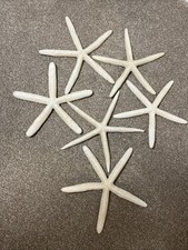 6x Large STARFISH Natural