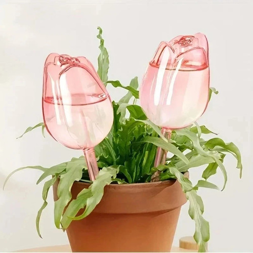 Tulip plant watering - tulip,