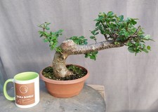 Large trunk nothofagus beech - trunk,