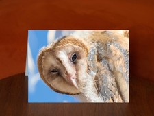 Juvenile Barn Owl - A5