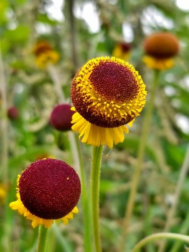 Rosilla helenium puberulum - rosilla,