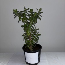 Jade Money Plant Crassula