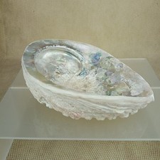 ⭐ Vintage Abalone Shell Soap